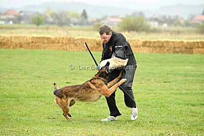 Storm Marinchuk K-9