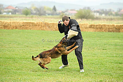 Storm Marinchuk K-9