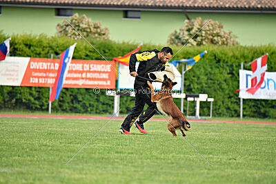 Urbancanines Hunter