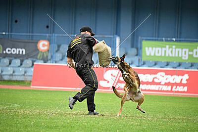 Urbancanines' Hunter