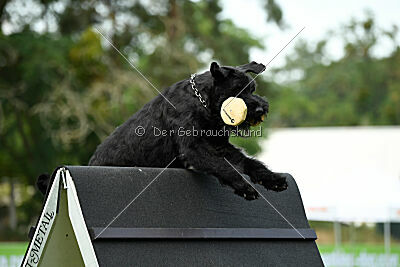 Widu von Blackmoore