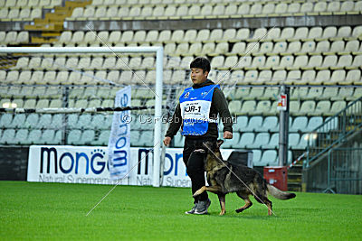 Wiggo of Sports dog
