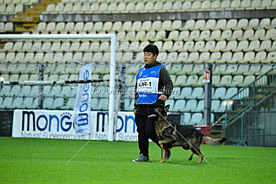 Wiggo of Sports dog