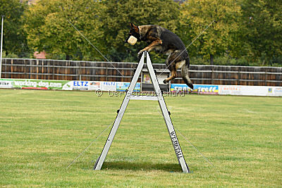 Willow vom Salztalblick