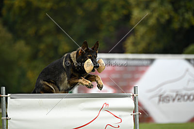 Willow vom Salztalblick