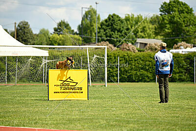 Working-Dog Hilde