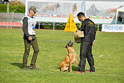 Working-Dog Hilde