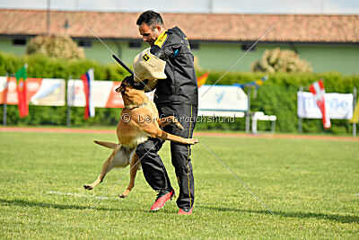 Working-Dog Hilde