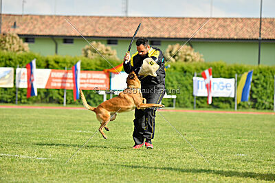 Working-Dog Hilde