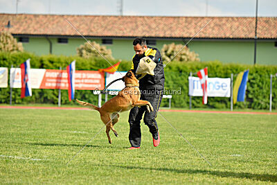Working-Dog Hilde