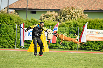 Working-Dog Hilde