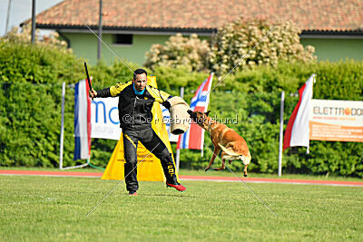 Working-Dog Hilde