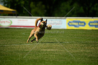 Wox de l'origine de faucon rouge