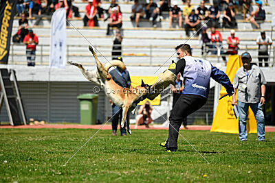 high impact Angus