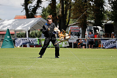 working-dog Bradana