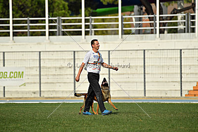 working-dog Bradana