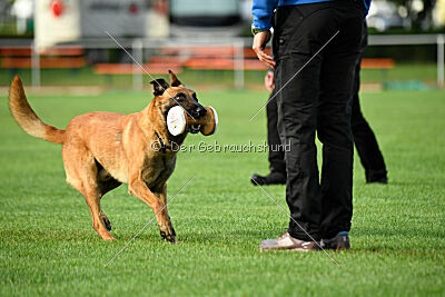working-dog Esh