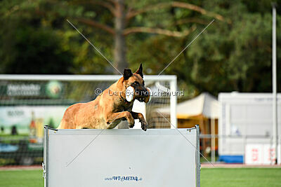 working-dog Esh