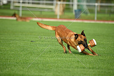 working-dog Esh