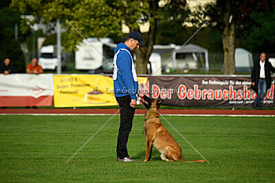 working-dog Esh