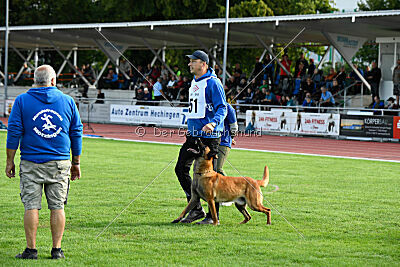working-dog Esh
