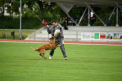 working-dog Esh