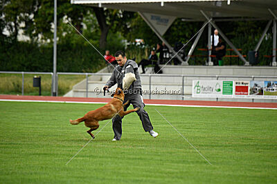 working-dog Esh