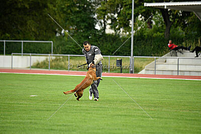working-dog Esh
