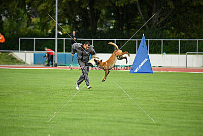 working-dog Esh