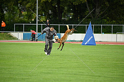 working-dog Esh