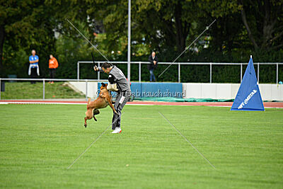 working-dog Esh