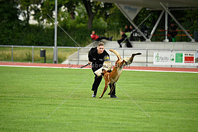 working-dog Esh