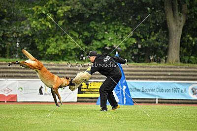 working-dog Esh