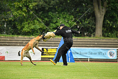 working-dog Esh