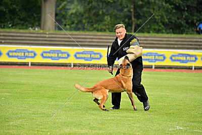 working-dog Esh