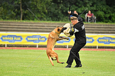 working-dog Esh