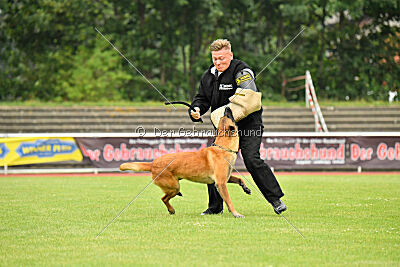 working-dog Esh