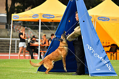 working-dog Esh