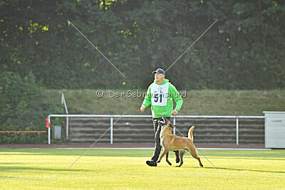 working-dog Esh