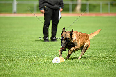 working-dog Frieda