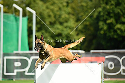 working-dog Frieda