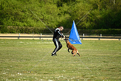 working-dog Frieda