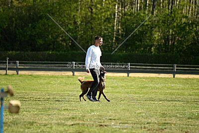 working-dog Frieda