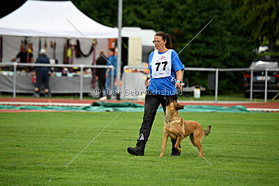 working-dog Gwendolin