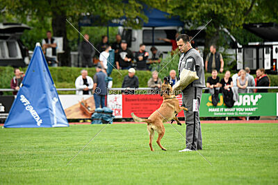 working-dog Gwendolin