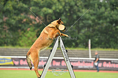 working-dog Gwendolin