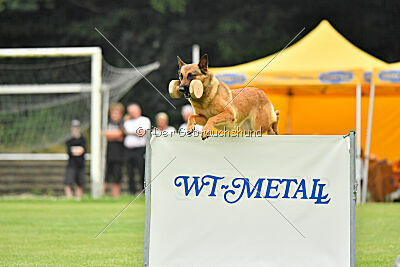 working-dog Gwendolin