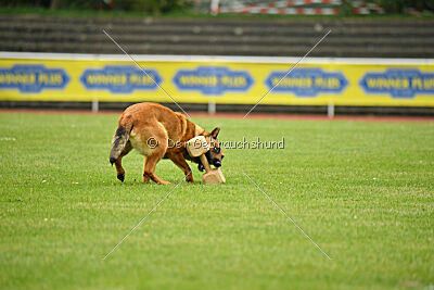 working-dog Gwendolin