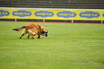 working-dog Gwendolin