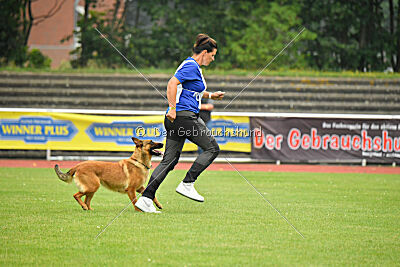 working-dog Gwendolin